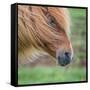 Portrait of Icelandic Horse, Iceland-null-Framed Stretched Canvas