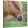 Portrait of Icelandic Horse, Iceland-null-Stretched Canvas