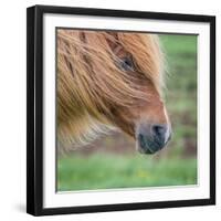 Portrait of Icelandic Horse, Iceland-null-Framed Photographic Print