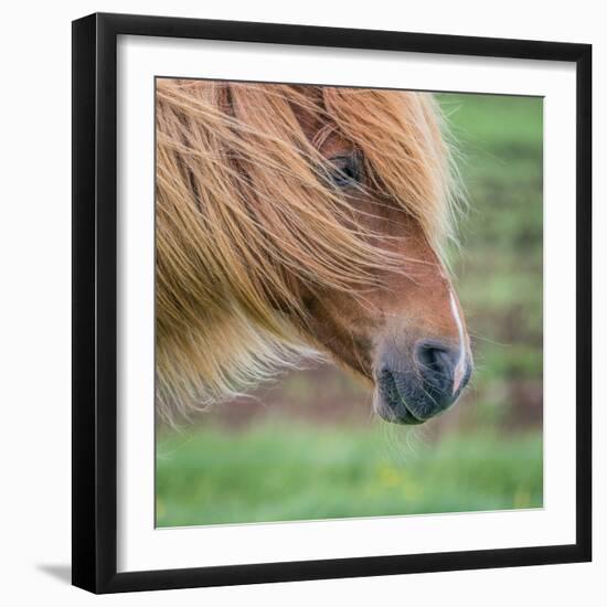 Portrait of Icelandic Horse, Iceland-null-Framed Photographic Print