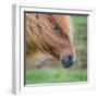 Portrait of Icelandic Horse, Iceland-null-Framed Photographic Print