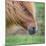 Portrait of Icelandic Horse, Iceland-null-Mounted Photographic Print