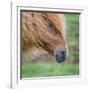 Portrait of Icelandic Horse, Iceland-null-Framed Photographic Print