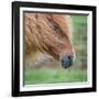 Portrait of Icelandic Horse, Iceland-null-Framed Photographic Print