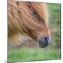 Portrait of Icelandic Horse, Iceland-null-Mounted Photographic Print