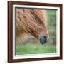 Portrait of Icelandic Horse, Iceland-null-Framed Photographic Print