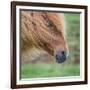 Portrait of Icelandic Horse, Iceland-null-Framed Photographic Print