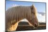 Portrait of Icelandic horse, Iceland.-Bill Young-Mounted Photographic Print