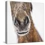 Portrait of Icelandic Horse, Iceland-Arctic-Images-Stretched Canvas