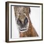 Portrait of Icelandic Horse, Iceland-Arctic-Images-Framed Photographic Print