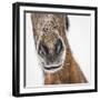 Portrait of Icelandic Horse, Iceland-Arctic-Images-Framed Photographic Print