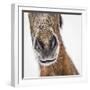 Portrait of Icelandic Horse, Iceland-Arctic-Images-Framed Photographic Print