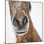 Portrait of Icelandic Horse, Iceland-Arctic-Images-Mounted Photographic Print