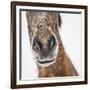 Portrait of Icelandic Horse, Iceland-Arctic-Images-Framed Photographic Print