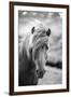 Portrait of Icelandic Horse in Black and White-Aleksandar Mijatovic-Framed Photographic Print
