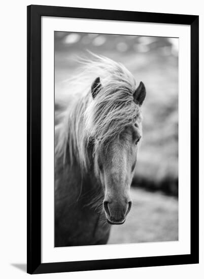 Portrait of Icelandic Horse in Black and White-Aleksandar Mijatovic-Framed Photographic Print