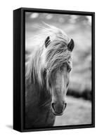 Portrait of Icelandic Horse in Black and White-Aleksandar Mijatovic-Framed Stretched Canvas