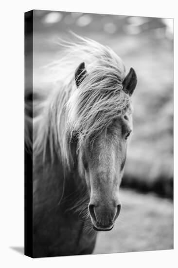 Portrait of Icelandic Horse in Black and White-Aleksandar Mijatovic-Stretched Canvas