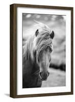 Portrait of Icelandic Horse in Black and White-Aleksandar Mijatovic-Framed Premium Photographic Print