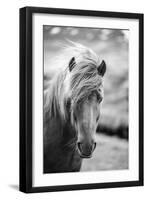 Portrait of Icelandic Horse in Black and White-Aleksandar Mijatovic-Framed Premium Photographic Print