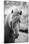 Portrait of Icelandic Horse in Black and White-Aleksandar Mijatovic-Mounted Premium Photographic Print