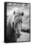 Portrait of Icelandic Horse in Black and White-Aleksandar Mijatovic-Framed Stretched Canvas