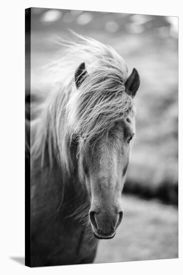 Portrait of Icelandic Horse in Black and White-Aleksandar Mijatovic-Stretched Canvas