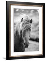 Portrait of Icelandic Horse in Black and White-Aleksandar Mijatovic-Framed Photographic Print