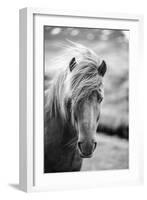 Portrait of Icelandic Horse in Black and White-Aleksandar Mijatovic-Framed Photographic Print