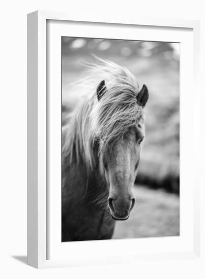 Portrait of Icelandic Horse in Black and White-Aleksandar Mijatovic-Framed Photographic Print