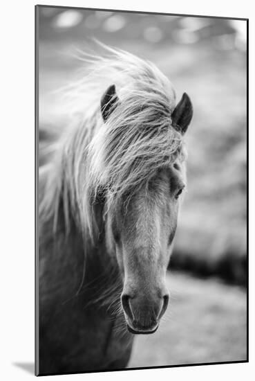 Portrait of Icelandic Horse in Black and White-Aleksandar Mijatovic-Mounted Photographic Print