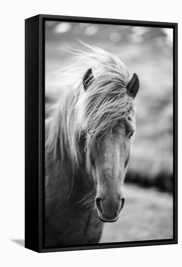 Portrait of Icelandic Horse in Black and White-Aleksandar Mijatovic-Framed Stretched Canvas