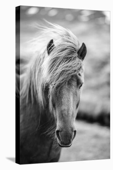 Portrait of Icelandic Horse in Black and White-Aleksandar Mijatovic-Stretched Canvas