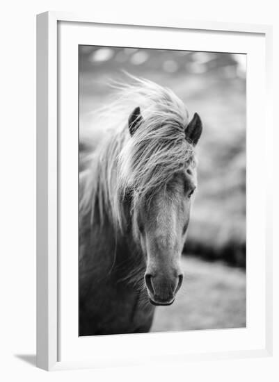 Portrait of Icelandic Horse in Black and White-Aleksandar Mijatovic-Framed Photographic Print