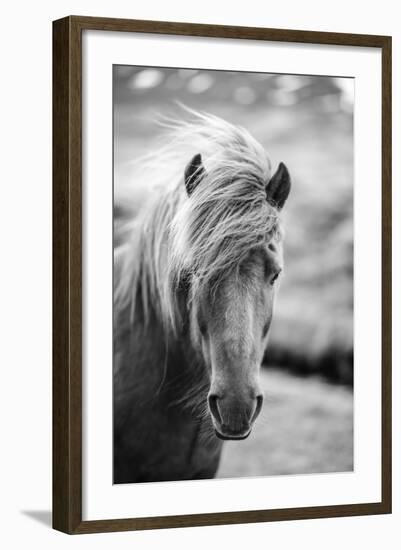 Portrait of Icelandic Horse in Black and White-Aleksandar Mijatovic-Framed Photographic Print