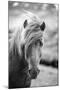 Portrait of Icelandic Horse in Black and White-Aleksandar Mijatovic-Mounted Photographic Print