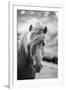 Portrait of Icelandic Horse in Black and White-Aleksandar Mijatovic-Framed Premium Photographic Print