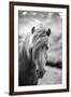 Portrait of Icelandic Horse in Black and White-Aleksandar Mijatovic-Framed Premium Photographic Print