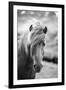 Portrait of Icelandic Horse in Black and White-Aleksandar Mijatovic-Framed Premium Photographic Print