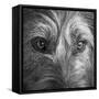 Portrait of Irish Wolf Hound Dog-Panoramic Images-Framed Stretched Canvas