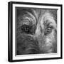 Portrait of Irish Wolf Hound Dog-Panoramic Images-Framed Photographic Print