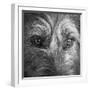 Portrait of Irish Wolf Hound Dog-Panoramic Images-Framed Photographic Print