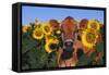 Portrait of Jersey Cow in Sunflowers, Pecatonica, Illinois, USA-Lynn M^ Stone-Framed Stretched Canvas