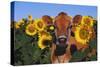 Portrait of Jersey Cow in Sunflowers, Pecatonica, Illinois, USA-Lynn M^ Stone-Stretched Canvas