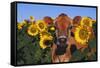 Portrait of Jersey Cow in Sunflowers, Pecatonica, Illinois, USA-Lynn M^ Stone-Framed Stretched Canvas