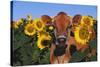 Portrait of Jersey Cow in Sunflowers, Pecatonica, Illinois, USA-Lynn M^ Stone-Stretched Canvas