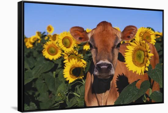 Portrait of Jersey Cow in Sunflowers, Pecatonica, Illinois, USA-Lynn M^ Stone-Framed Stretched Canvas