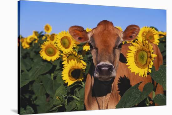 Portrait of Jersey Cow in Sunflowers, Pecatonica, Illinois, USA-Lynn M^ Stone-Stretched Canvas