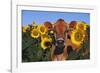 Portrait of Jersey Cow in Sunflowers, Pecatonica, Illinois, USA-Lynn M^ Stone-Framed Photographic Print