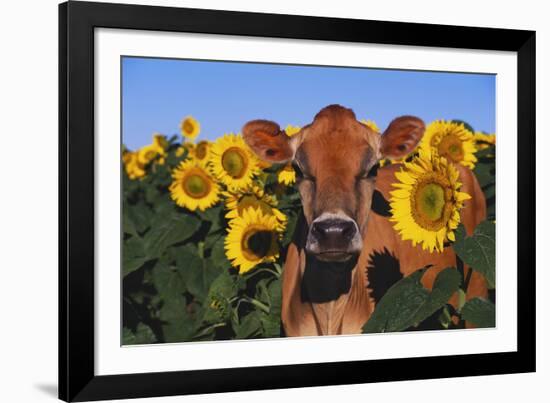 Portrait of Jersey Cow in Sunflowers, Pecatonica, Illinois, USA-Lynn M^ Stone-Framed Photographic Print